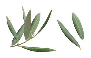 Branch of olive tree with fresh green leaves isolated on white background. Element for mediterranean food, organic product and oil branding and advertising.