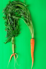 Strange and standard carrots with tops. Imperfect but tasty farmer product on green table. Fighting food waste