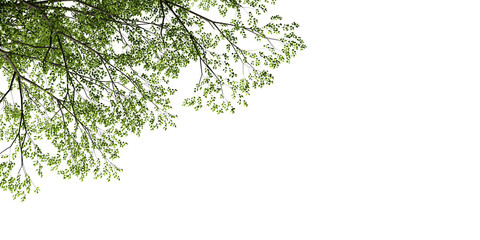 Branches tree leaves isolated on white background
