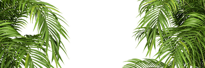 palm leaves isolated on white