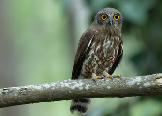 Portrait of a Brown Hawk Owl perched on a tree branch in a lush green forest. Close up of a...