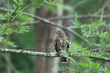Wide shot of a Brown hawk owl perched on a lichen covered tree branch. This nocturnal Brown boobook...