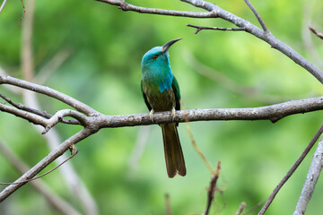 Blue bearded Bee eater perched on a bare tree branch against a soft forest background, showcasing vibrant turquoise and green feathers. The background is blurred with lush green and branches.