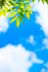 新緑の葉と夏空の爽やかな背景