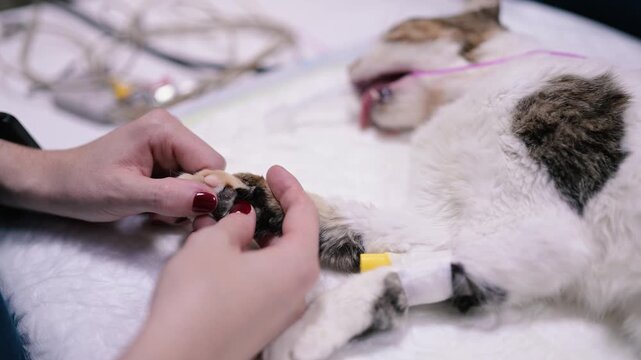 Veterinarian checking a cat's paw during surgery