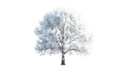 A solitary tree, encased in frost and snow against a stark black background