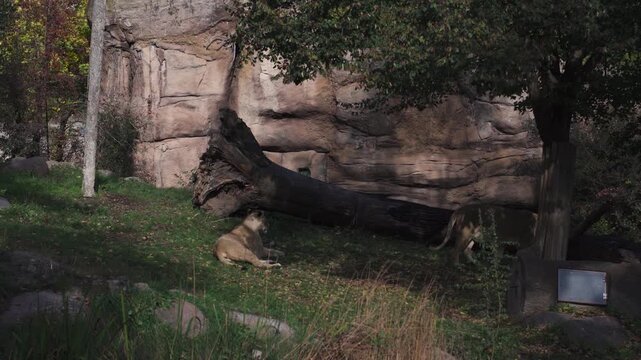 Lion and Lioness in zoo in Leipzig in germany