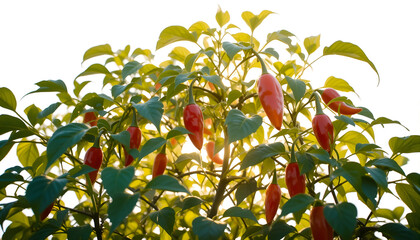 Vibrant red chili peppers hanging from lush green plant, illuminated by soft sunlight, showcasing the beauty of nature and the harvest season in a garden setting