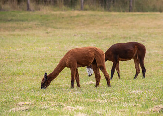 Obraz premium Sheared brown Alpacas grazing peacefully on a green rural pasture in natural farm landscape