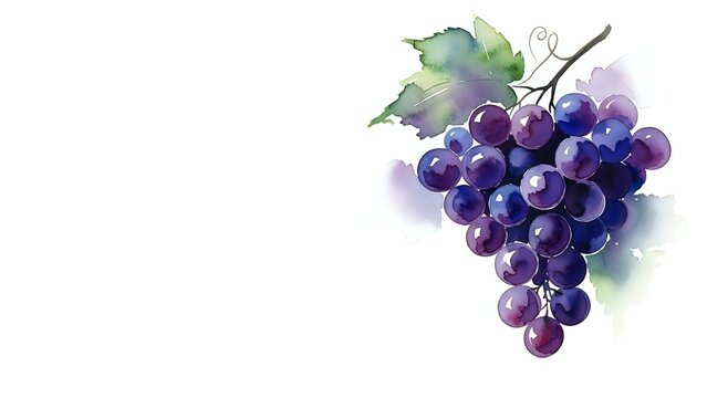 Watercolor purple grapes cluster with green leaves on white background. Fresh fruit illustration for wine labels, kitchen decor and culinary designs.