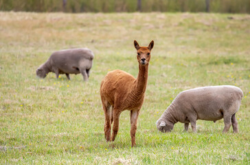 Obraz premium Sheared Alpaca and sheep grazing peacefully on a green rural pasture in natural farm landscape