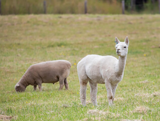 Obraz premium Sheared Alpaca and sheep grazing peacefully on a green rural pasture in natural farm landscape