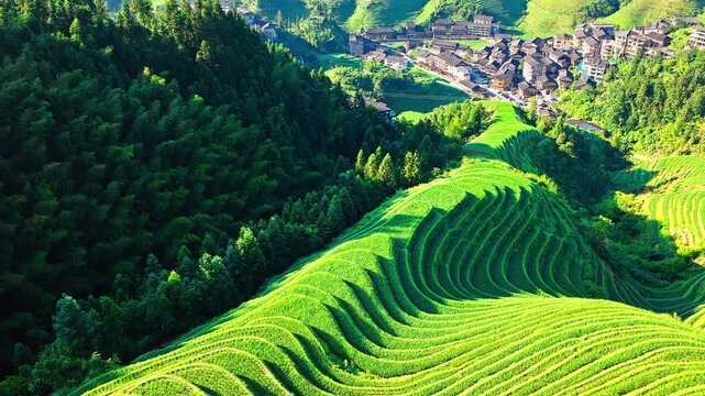Aerial shot of beautiful green rice terraced fields and traditional mountain village surrounded by lush forest in Guilin, China.