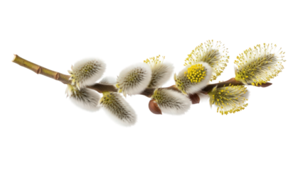 Pussywillow branch with fluffy catkins and yellow stamens on black background