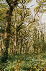Fototapeta premium A forest with trees and bushes. The trees are tall and the bushes are green