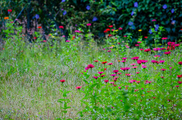Straight view of flower on a garden.