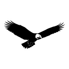 american bald eagle