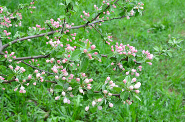 Pink Blossom Buds on a Tree Branch in Spring with green grass in background