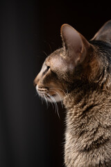 Oriental cat with striking features gazes thoughtfully in soft light, showcasing its elegant fur and captivating expression, embodying the essence of a beloved domestic pet