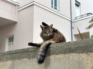 Street cat sits on a stone fence