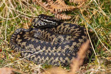 Fototapete bei efototapeten.de bestellen   