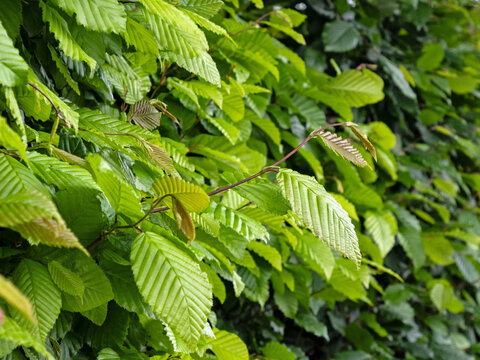 Nahaufnahme der Bl&auml;tter einer Hainbuche als Bestandteil einer Hecke, Carpinus betulus