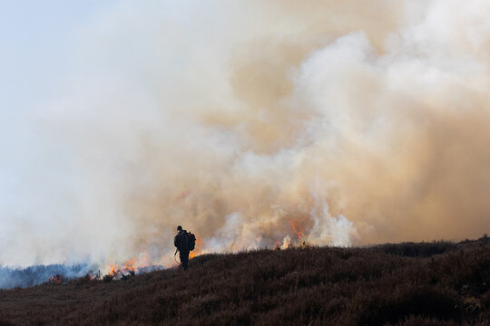 Man using a Drip Torch for controlled burning of Heather on moorland in County Durham, England, UK.