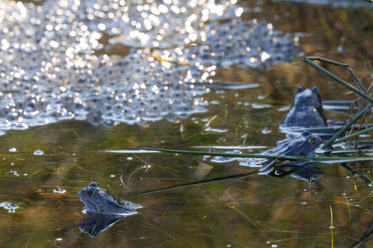 Common Frogs sat in a pond with frog spawn in the background, Hamsterley forest, England, UK.