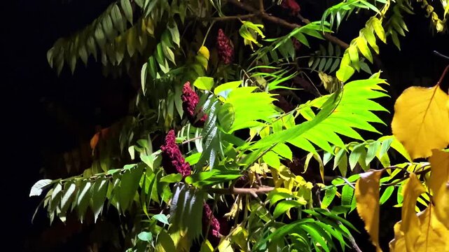 Staghorn sumac branches against the dark sky