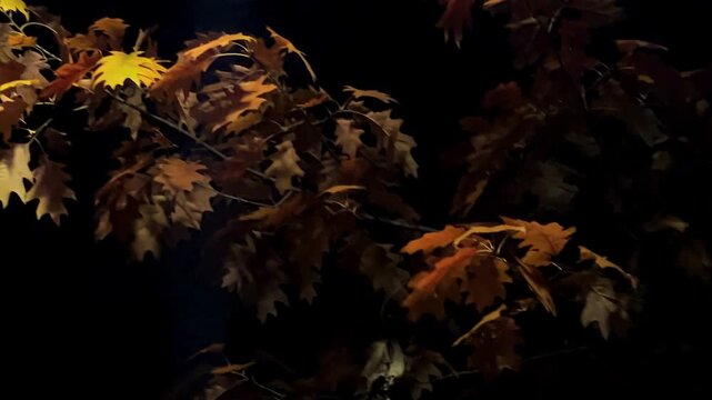 Shadowed branches of a northern red oak swaying in a night park