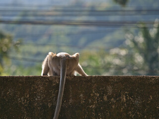 The monkey was on the concrete fence.