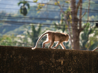 The monkey was on the concrete fence.