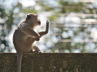 The monkey was on the concrete fence.