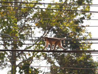 Monkeys climbing on power lines.