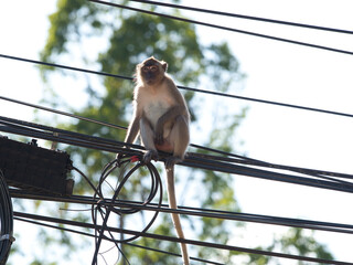 Monkeys climbing on power lines.