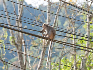 Monkeys climbing on power lines.