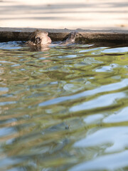 Fototapeta premium Monkeys drink and play in the cement pond.