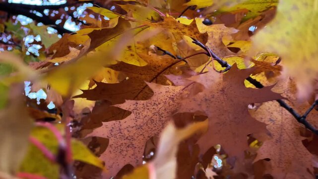 The red oak moves with the wind