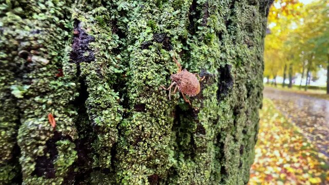 The stink bug crawls lazily down the rough bark