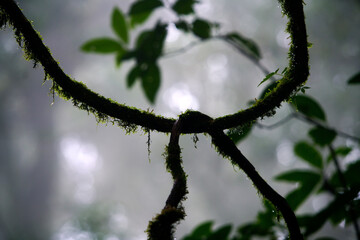 Moss-covered Vine in Misty Forest Setting