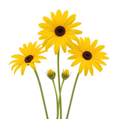 Yellow daisy flowers on transparent background