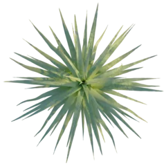 Fotobehang Olijf Agave bracteosa tree plan, top view, cutout, isolate, good for architecture visualization, Vibrant green agave plant with sharp leaves for design and decoration  © DH Tree Stock