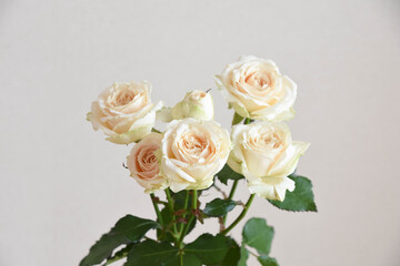 Fototapeta premium 黄色い薔薇