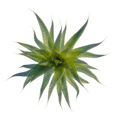 Aristaloe aristata tree plan, top view, cutout, isolate, good for architecture visualization, Beautiful succulent plant with sharp green leaves for decoration