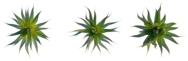 Aristaloe aristata tree plan, top view, cutout, isolate, good for architecture visualization, Succulent plants with spiky leaves on transparent background