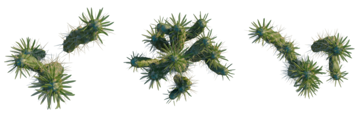 Austrocylindropuntia subulata tree plan, top view, cutout, isolate, good for architecture visualization, Prickly thistle burrs on transparent background for design