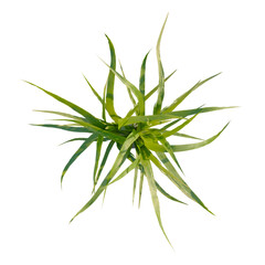 Fototapeta premium Beaucarnea recurvata tree plan, top view, cutout, isolate, good for architecture visualization, Vibrant green plant with long spiky leaves on transparent background for design use