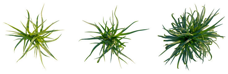 Fototapeta premium Beaucarnea recurvata tree plan, top view, cutout, isolate, good for architecture visualization, Three different green plants with long leaves on a transparent background