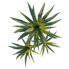 Obraz premium Cordyline indivisa tree plan, top view, cutout, transparent background, isolate