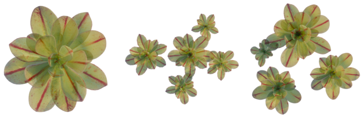 Echeveria nodulosa tree plan, top view, cutout, isolate, good for architecture visualization, Isolated succulents with striking red stripes on green leaves